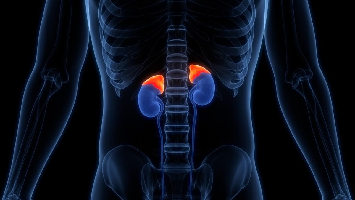 Adrenal Health